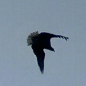 Meet your Posher, Deanna