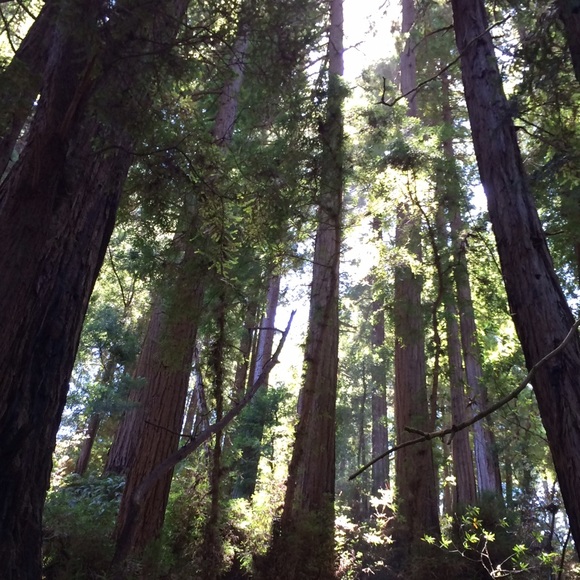 Meet your Posher, Lauren - Picture 1 of 1