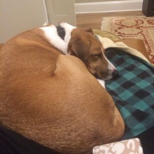 Meet your Posher, Robin