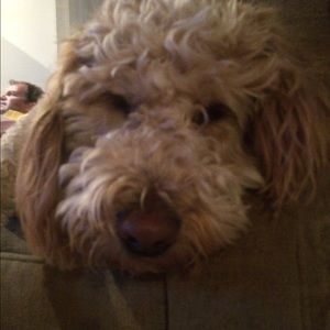 Meet your Posher, Kate