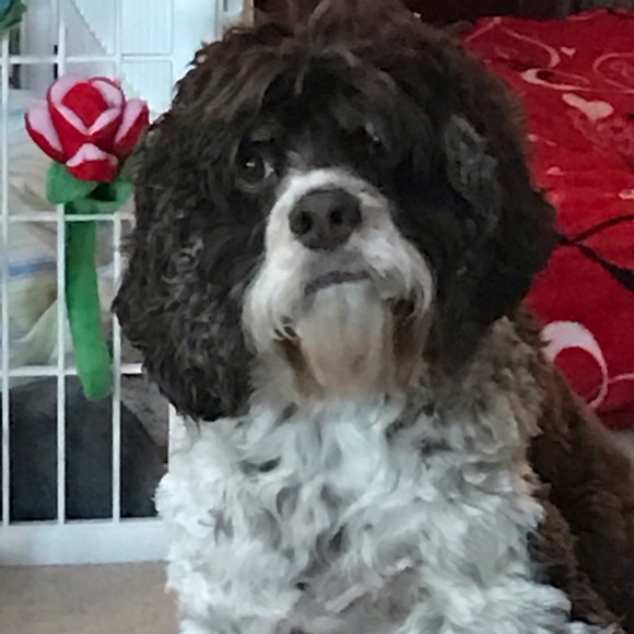 My Kolby Boy says hi Poshers ~ much love & hugs 💕