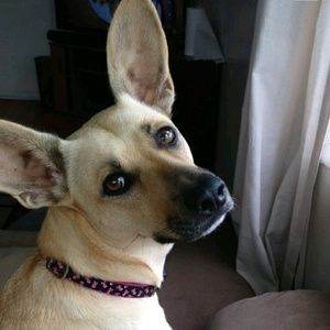 Meet your Posher, Sasha