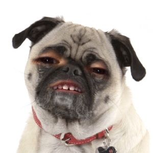 Meet your Posher, Armando