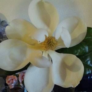 Meet your Posher, Teresa