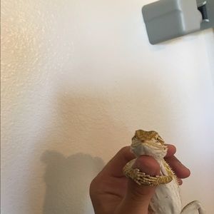 Meet your Posher, Mehran