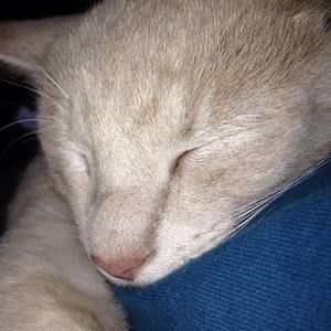 Meet your Posher, Cheryl