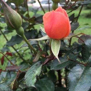 Meet your Posher, Carmen