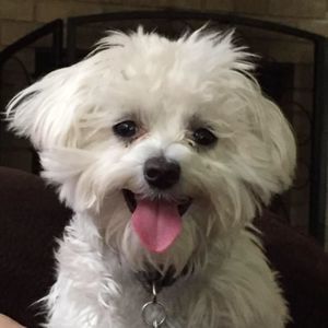 Meet your Posher, Dorothy