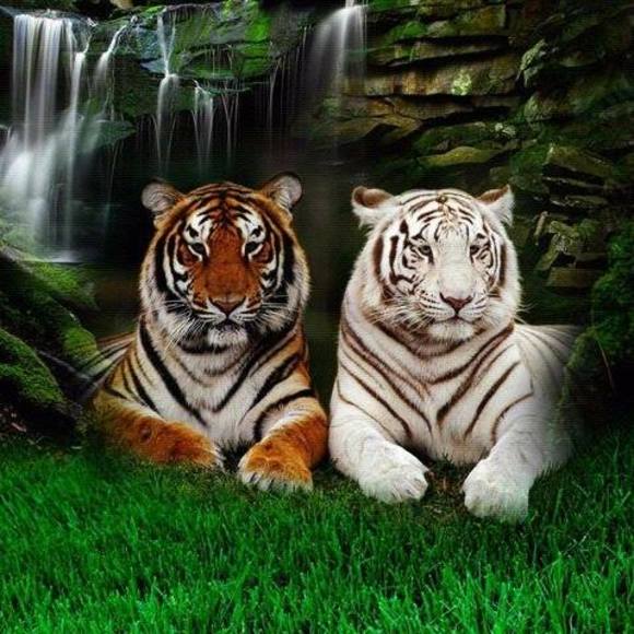 Meet your Posher, Jacqueline