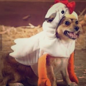 Adorable pet chicken costume!