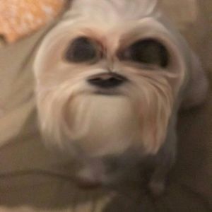 Meet your Posher, Lander