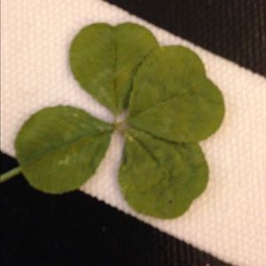 Meet your Posher, Ann