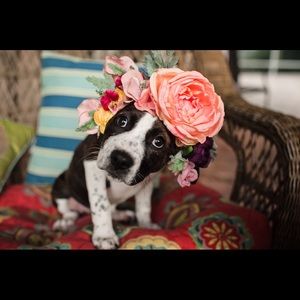 Meet your Posher, Laura