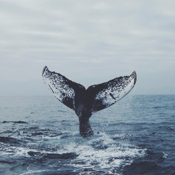 Customize Your Order & Make An Offer! - Picture 2 of 2