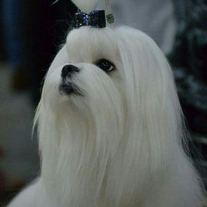 Meet your Posher, Christy