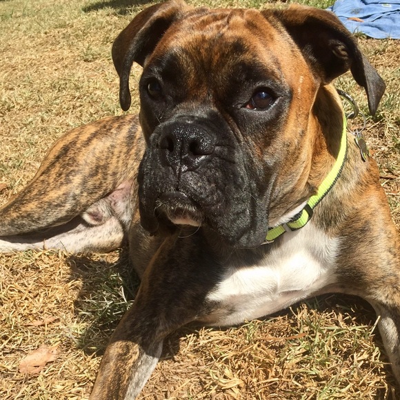 Meet your Posher, Joseph - Picture 1 of 1