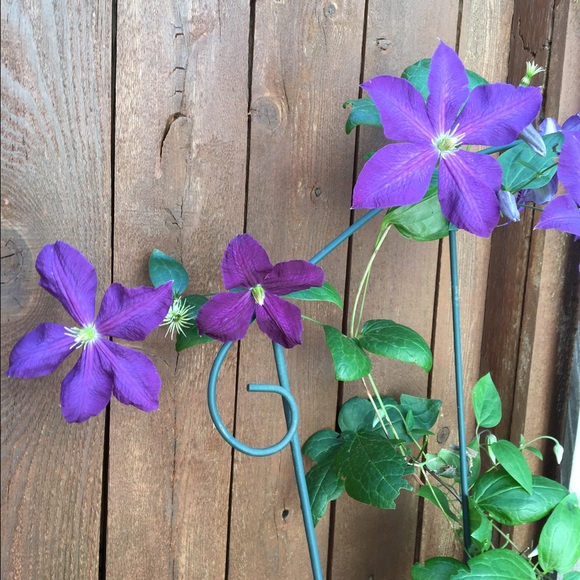 Meet your Posher, Sheila - Picture 1 of 1