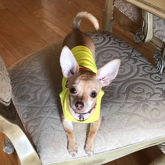 Meet your Posher, Pillo - Picture 1 of 1