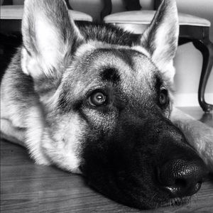 Meet your Posher, Amy