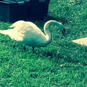 Meet your Posher, Harry