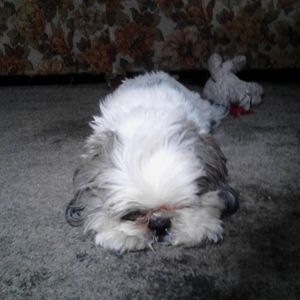 Meet your Posher, Rachel