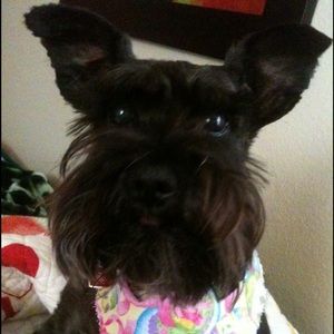 Meet your Posher, Morgan