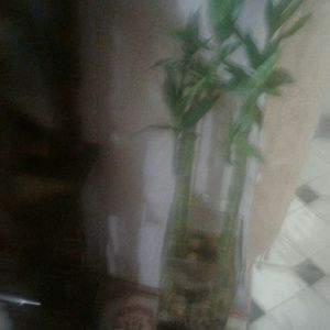 Meet your Posher, Gail