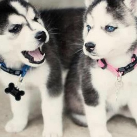 Meet your Posher, Shea - Picture 1 of 1