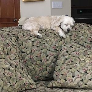 Meet your Posher, Joel