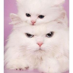 Meet your Posher, Atara