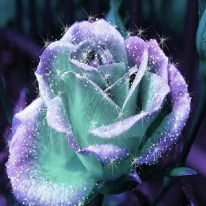 Meet your Posher, Christy