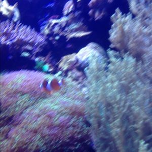 Meet your Posher, Miranda