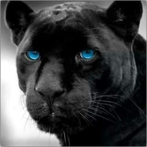 Meet your Posher, Jermaine