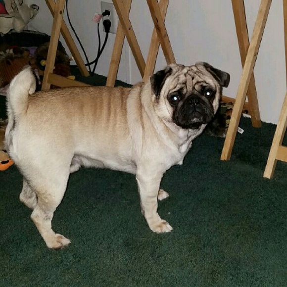 Meet your Posher, Monte - Picture 2 of 2