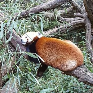 Meet your Posher, Norma