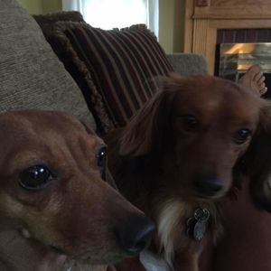 Meet your Posher, Liz