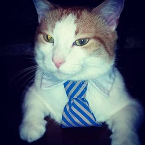 Meet your Posher, Philip