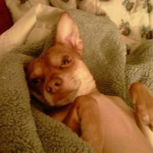 Meet your Posher, Deanna