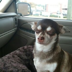 Meet your Posher, Robin