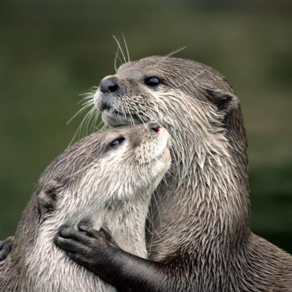Otterly Hello! - Picture 10 of 10
