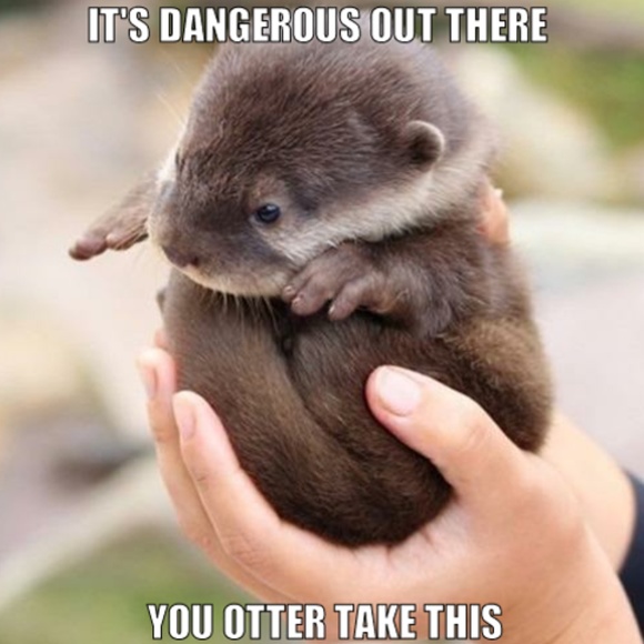 Otterly Hello! - Picture 9 of 10