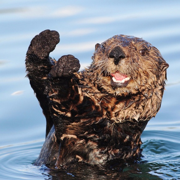 Otterly Hello! - Picture 4 of 10