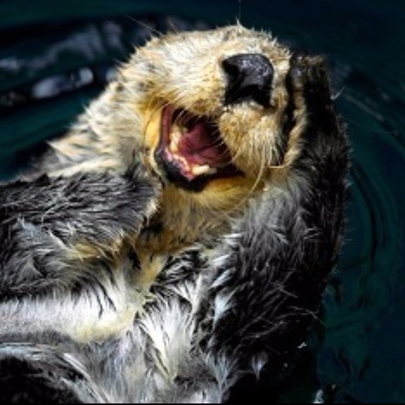 Otterly Hello! - Picture 5 of 10