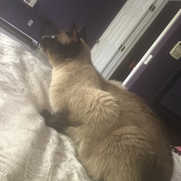 Louie @$$hole Cat