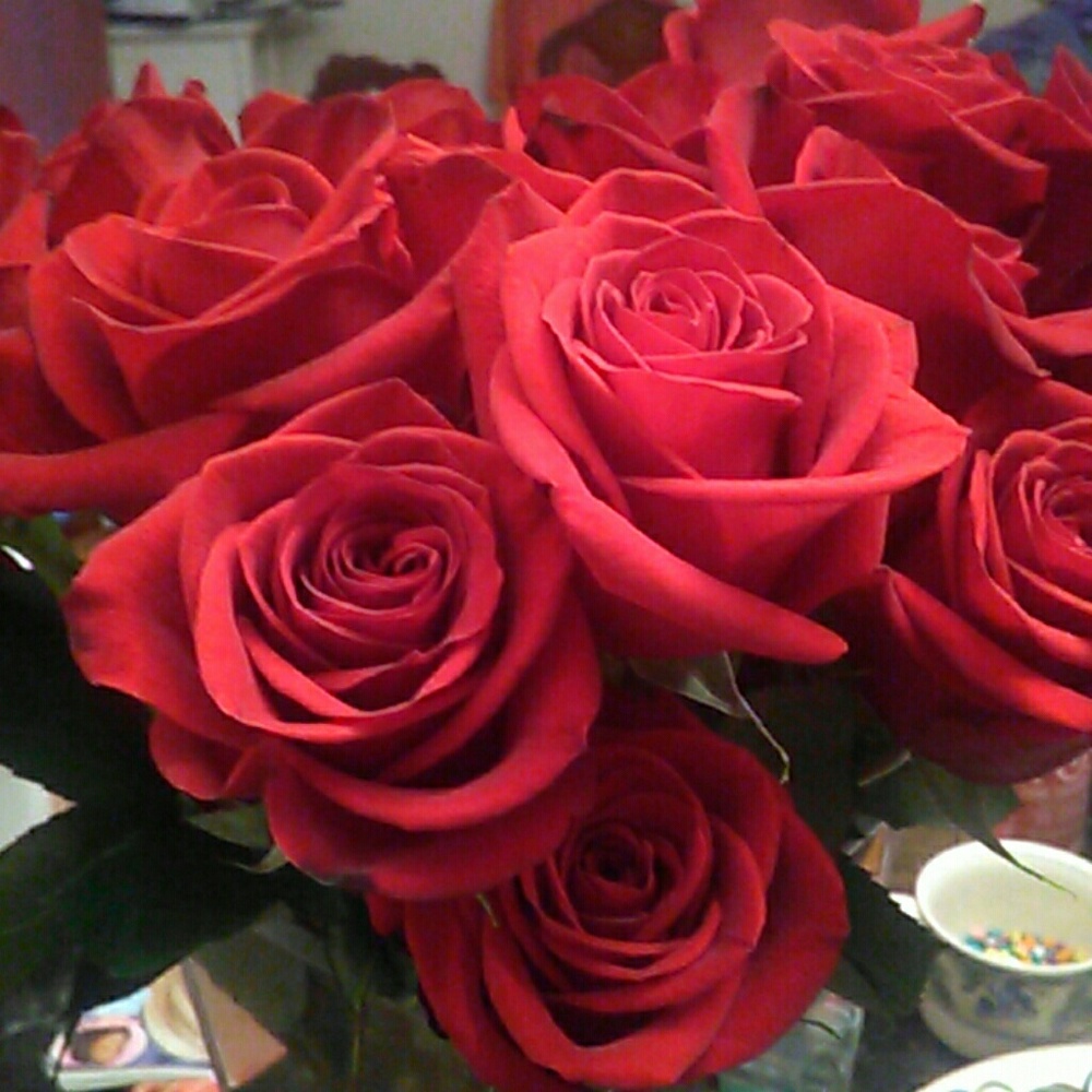 Meet your Posher, Rose