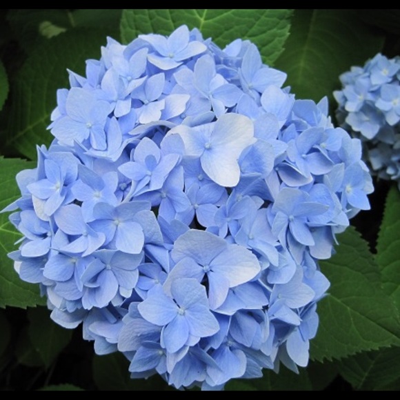 Meet your Posher, Genevieve - Picture 1 of 1