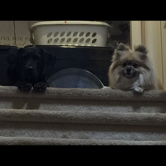 Meet your Posher, Darcy - Picture 1 of 1