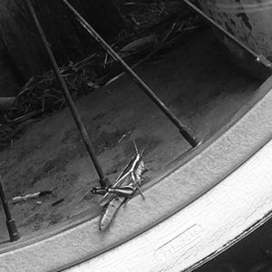 Meet your Posher, Mia