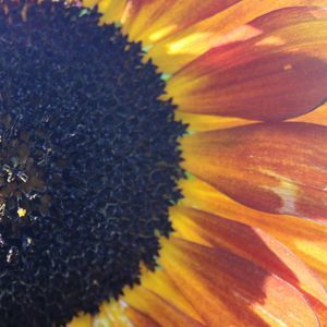 Meet your Posher, Laureen