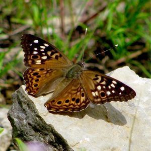 Meet your Posher, Denise